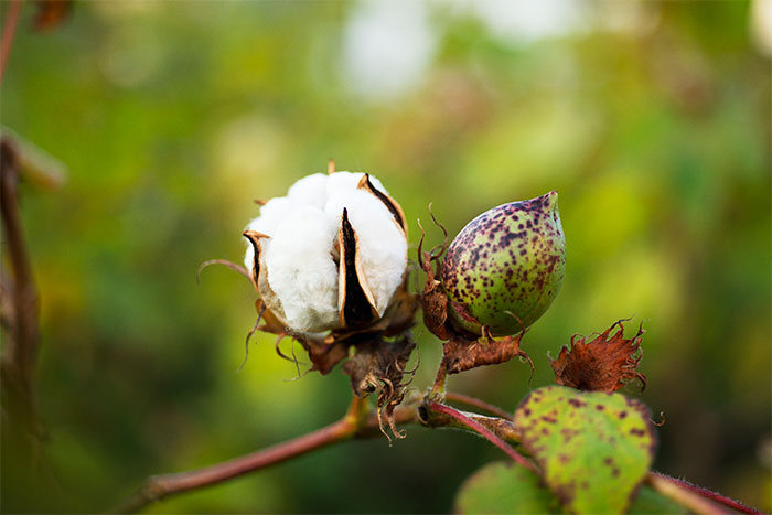 畑で栽培された綿の木
